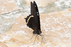 Ideopsis eugenia - Grünbandiger Schwalbenschwanz (Schmalbandiger blauer Schwalbenschwanz, Afrikanischer blaubandiger Schwalbenschwanz)